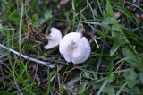 Leucocybe candicans image