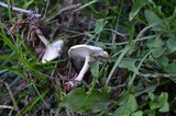 Leucocybe candicans image