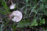 Leucocybe candicans image