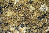 Ionaspis alba image