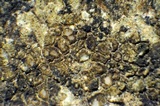 Ionaspis alba image