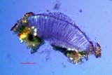 Ionaspis alba image