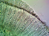 Ionaspis alba image
