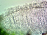 Ionaspis alba image