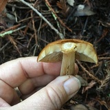 Caulorhiza umbonata image