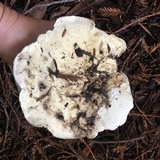 Leucopaxillus albissimus image