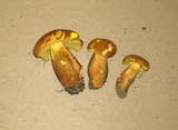 Lanmaoa pseudosensibilis image