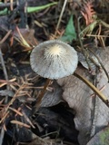 Psathyrella corrugis image