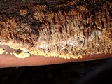 Pirex concentricus image