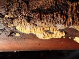 Pirex concentricus image