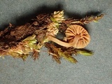Galerina nigripes image