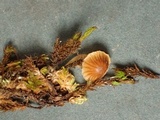 Galerina nigripes image