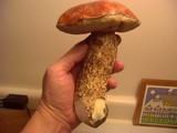 Leccinum manzanitae image