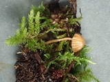 Galerina vittiformis image