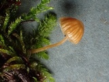 Galerina vittiformis image