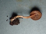 Inocybe cincinnata image