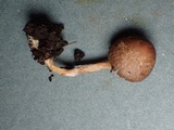 Inocybe cincinnata image