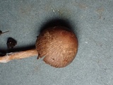 Inocybe cincinnata image