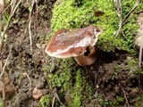 Hebeloma quercetorum image
