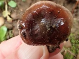 Hebeloma quercetorum image