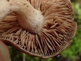 Hebeloma quercetorum image