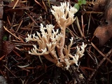 Ramaria pinicola image