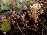 Ramaria pinicola image