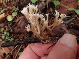 Ramaria pinicola image