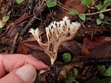 Ramaria pinicola image