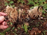 Ramaria pinicola image