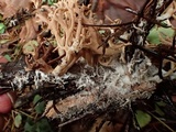Ramaria pinicola image