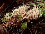 Ramaria pinicola image