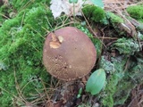 Imleria badia image