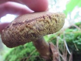 Imleria badia image