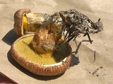 Suillus lakei image