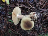 Cortinarius clandestinus image