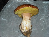 Boletus regineus image