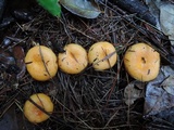 Lactarius croceus image