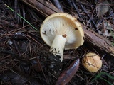 Lactarius croceus image