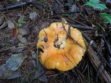 Lactarius croceus image