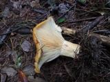Lactarius croceus image