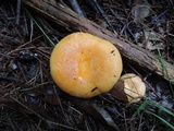 Lactarius croceus image