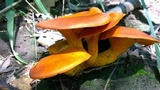 Omphalotus olearius image
