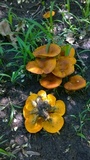 Omphalotus olearius image