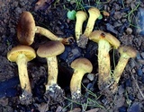 Cortinarius croceus image