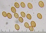 Cortinarius croceus image