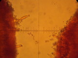 Inocybe geophylla image
