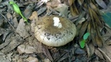 Russula sororia image