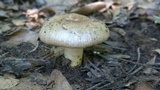 Russula sororia image
