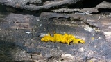 Dacryopinax spathularia image